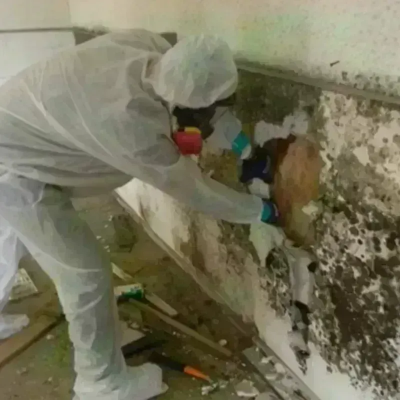 Mold Remediation and Removal in Woodville, TX